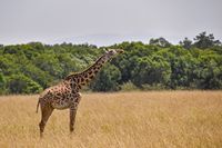 01 Masai Mara