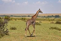 03 Masai Mara