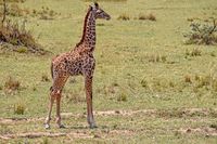 04 Masai Mara