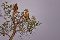 13 Masai Mara