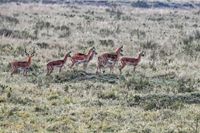 24 Masai Mara