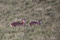 29 Masai Mara